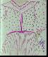 #17: Woman with Purse, Signed: This her (sic) Made Inez Nathaniel Made By I. Nathaniel. 11 x 18, crayon, pencil & colored pencil on green paper